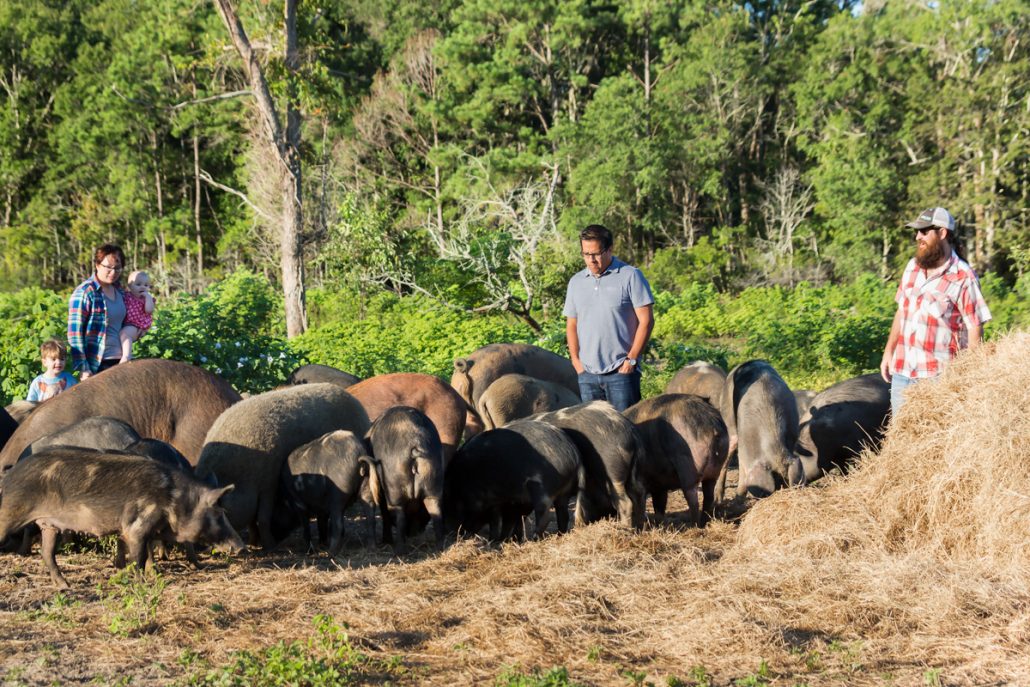 Tank Jackson of Holy City Hogs taking care of a herd of pigs.